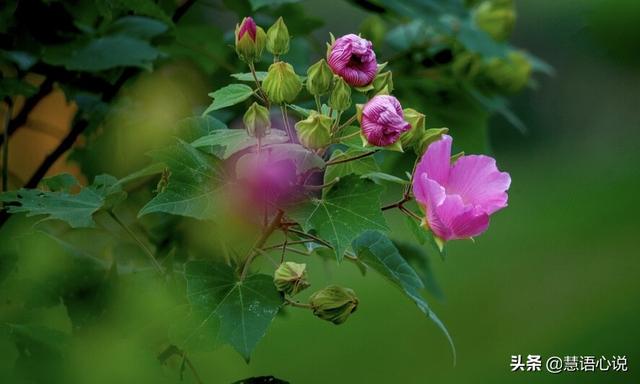 薔薇朋友圈配文簡短，薔薇朋友圈配文簡短文案？