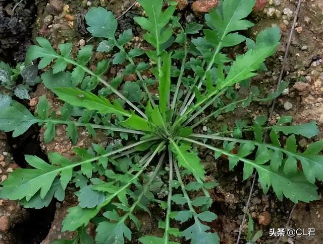 鄉(xiāng)下種植什么最賺錢(qián)又省事，鄉(xiāng)下種植什么最賺錢(qián)又省事兒？