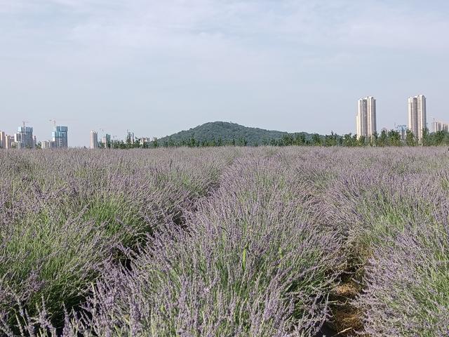 高清薰衣草視頻素材，高清薰衣草視頻大全？