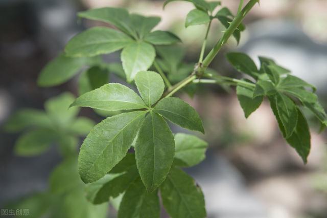 農(nóng)村100種野菜圖片（農(nóng)村100種野菜圖片及名稱）