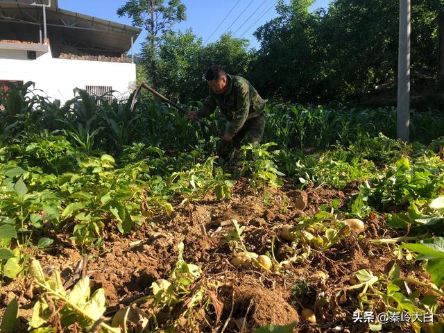 山芋什么時(shí)候傳入中國（山芋何時(shí)傳入我國）