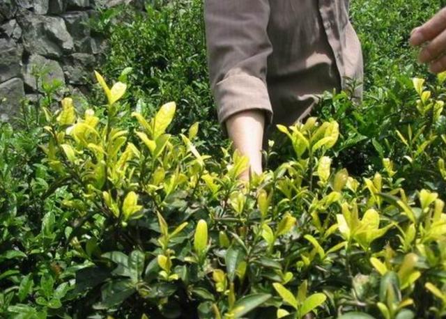 茶葉店怎么做生意（做茶葉生意注意什么）