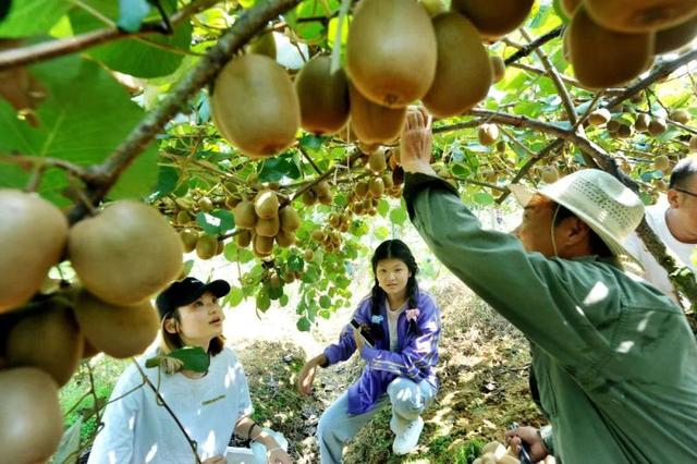 拼多多投產(chǎn)比多少合理（拼多多投入大嗎）