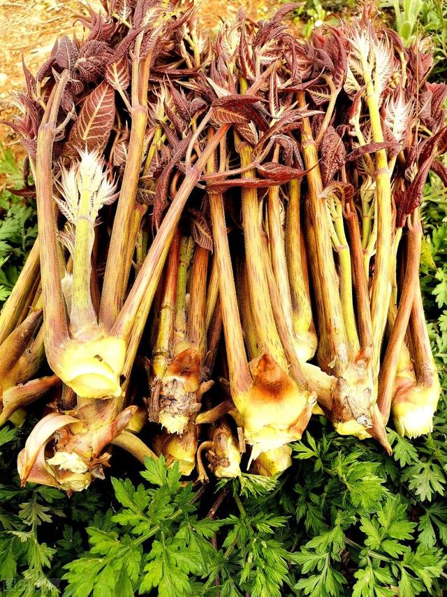 農(nóng)村100種野菜圖片（農(nóng)村100種野菜圖片及名稱）