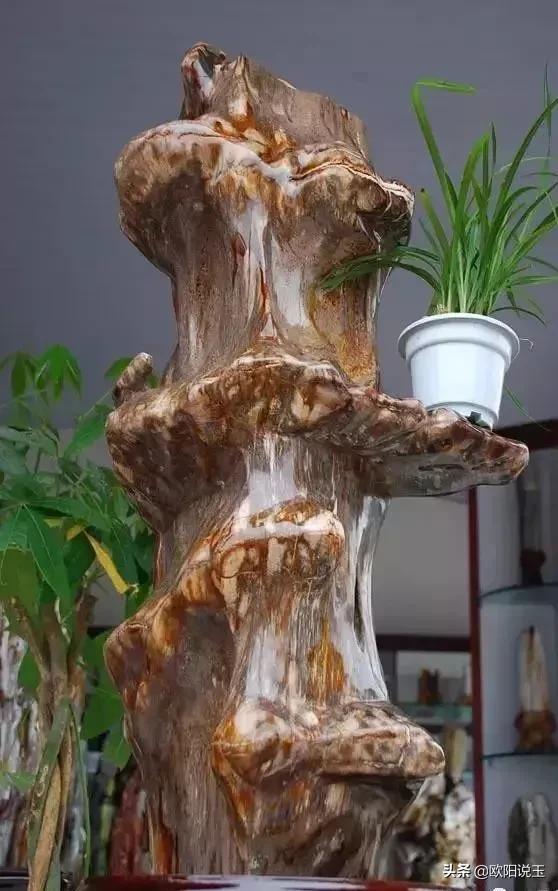 樹化石價格及圖片（樹化石值多少錢一個）