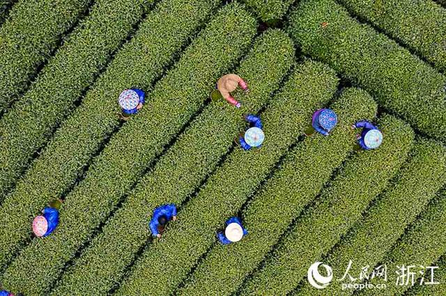 杭州微信喝茶群去哪里找，杭州喝茶vx群