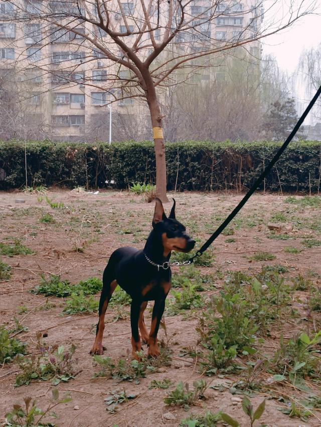 迷你杜賓犬的價(jià)格（杜賓犬迷你犬多少錢(qián)）