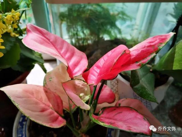 種花發(fā)朋友圈短句，花的圖片發(fā)朋友圈說說？