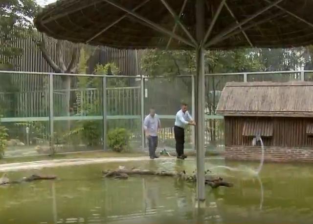 石金錢龜多少錢一斤2018（石金錢龜多少錢一斤2014年）