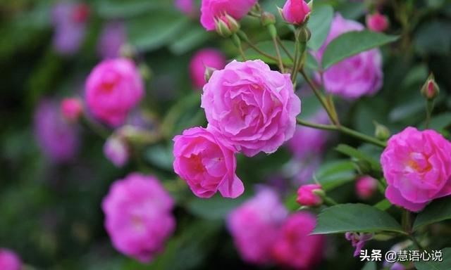 薔薇朋友圈配文簡短，薔薇朋友圈配文簡短文案？
