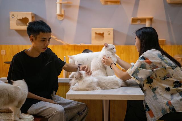 一份完整的貓咖創(chuàng)業(yè)計(jì)劃書大學(xué)生免費(fèi)（一份完整的貓咖創(chuàng)業(yè)計(jì)劃書摘要）