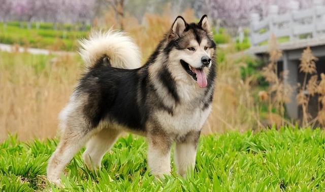 家養(yǎng)馬犬的好處（養(yǎng)馬犬好不好）