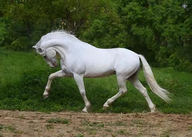 關于騎馬的朋友圈文字，朋友圈一匹馬配文字？