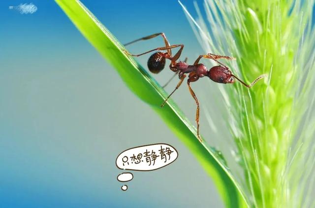企鵝號怎么注冊能有收益（企鵝號怎么注冊容易通過）