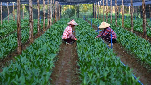 檳榔負(fù)面新聞，政府為什么不禁檳榔？