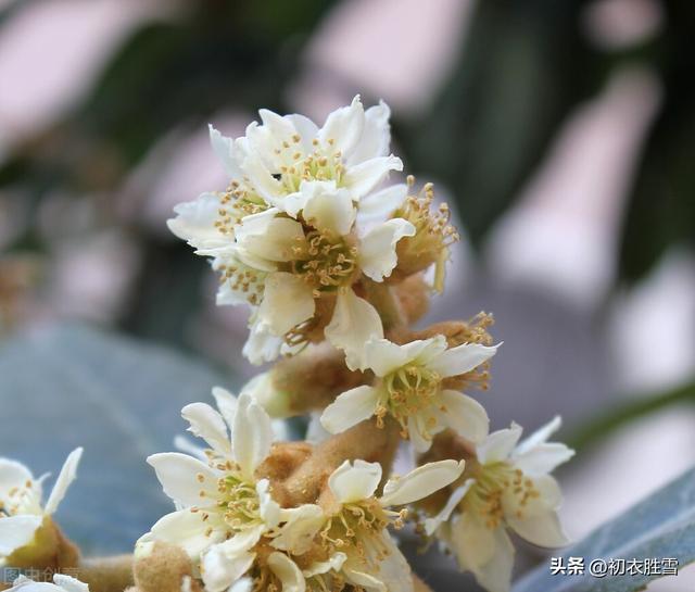 贊美枇杷發(fā)朋友圈簡(jiǎn)短文字怎么說(shuō)，發(fā)朋友圈枇杷的優(yōu)美句子？