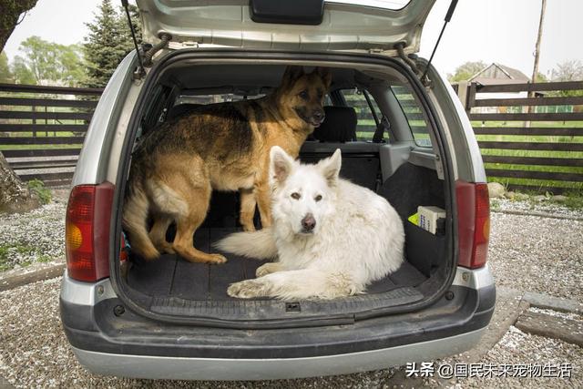 火車(chē)寵物托運(yùn)的價(jià)格表（動(dòng)車(chē)寵物托運(yùn)價(jià)格查詢）