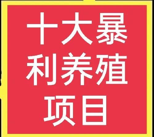 致富經(jīng)創(chuàng)業(yè)項(xiàng)目 農(nóng)村養(yǎng)殖，致富 創(chuàng)業(yè) 農(nóng)村 種植 養(yǎng)殖？