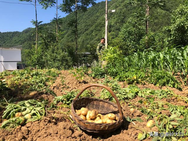 山芋什么時(shí)候傳入中國（山芋何時(shí)傳入我國）