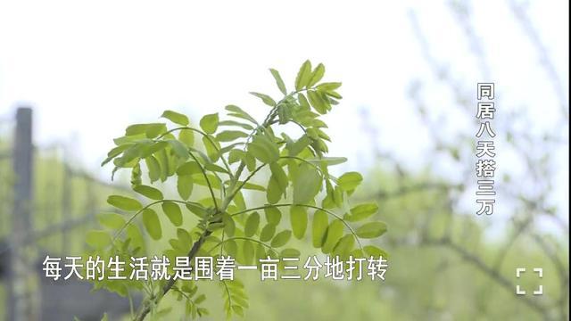 秋香神馬影院（秋香影院免費高清視頻）