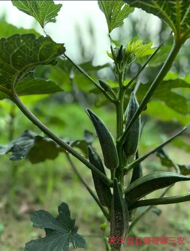秋葵怎樣種植和管理視頻（秋葵的種植方法和管理）