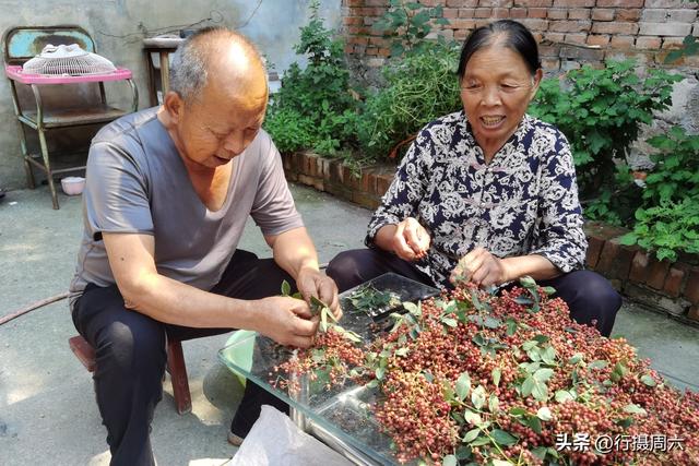 養(yǎng)植什么動(dòng)物最賺錢呢知乎，養(yǎng)植什么動(dòng)物最賺錢呢圖片？