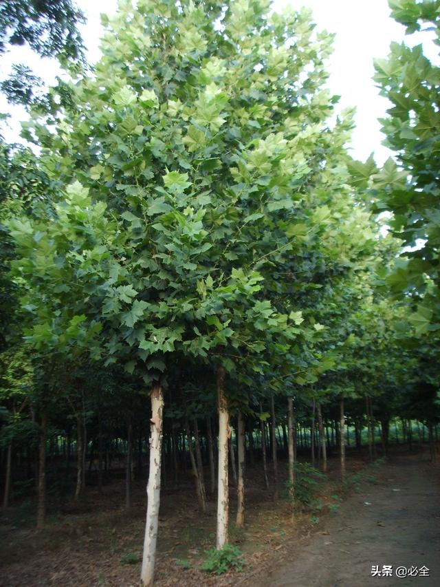 最大的苗木app平臺（林木種苗app下載）
