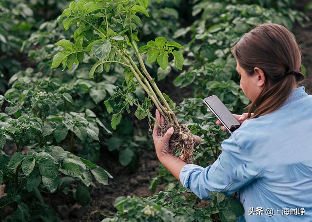 識花的軟件哪個好用，看花識名小程序？