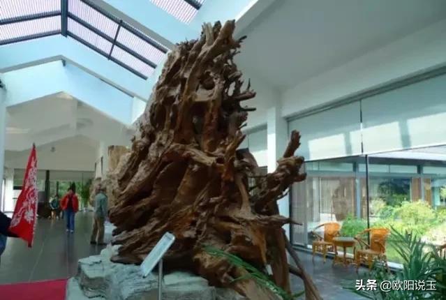 樹化石價格及圖片（樹化石值多少錢一個）
