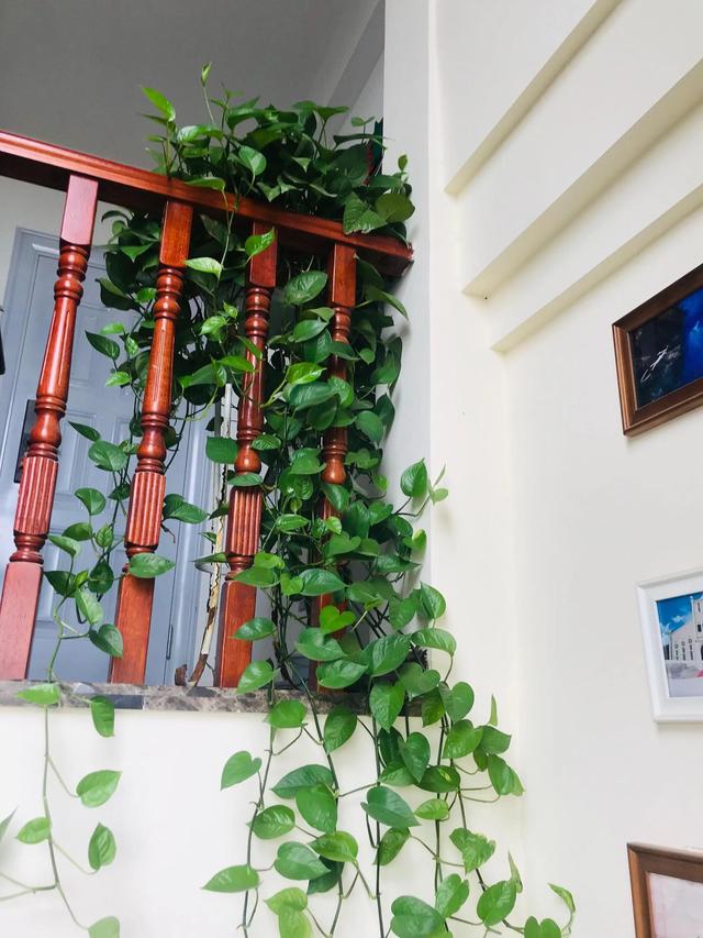 配綠植發(fā)的朋友圈，朋友圈植物圖片配什么文字？