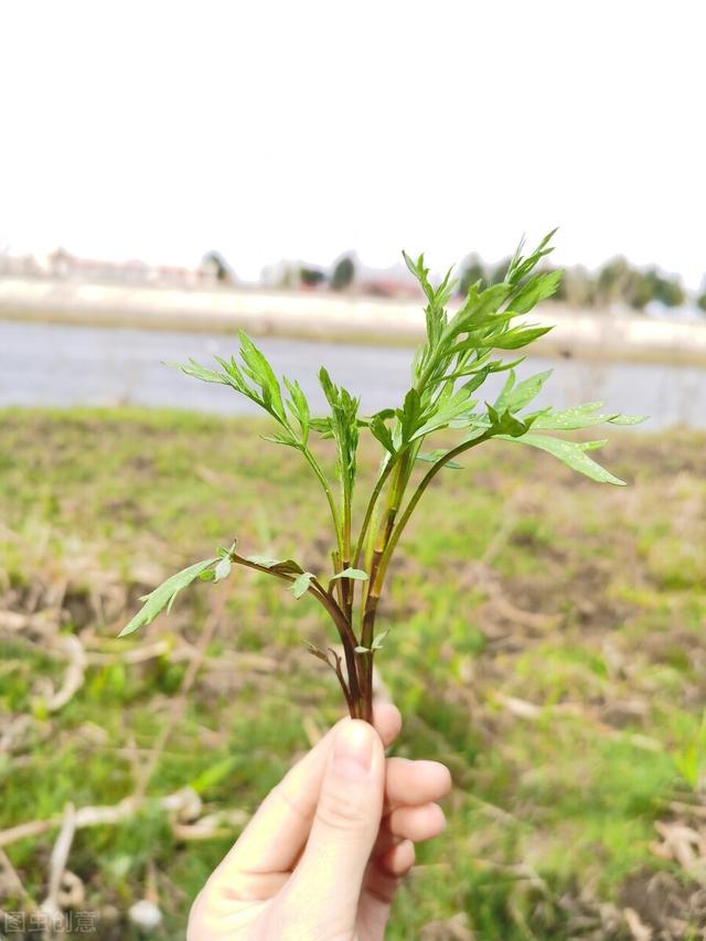 農(nóng)村100種野菜圖片（農(nóng)村100種野菜圖片及名稱）