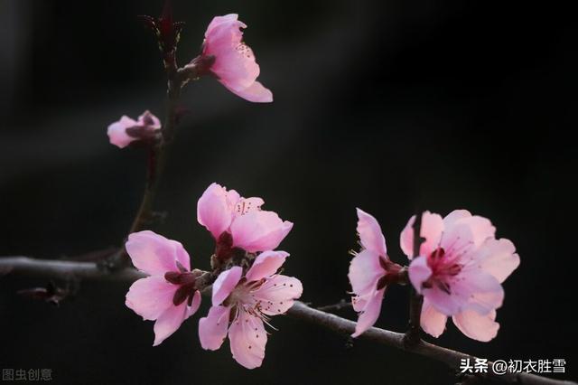 發(fā)朋友圈野花的句子傷感說(shuō)說(shuō)，野花發(fā)朋友圈說(shuō)說(shuō)？