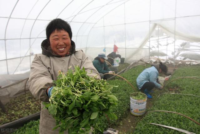 農(nóng)村100種野菜圖片（農(nóng)村100種野菜圖片及名稱）