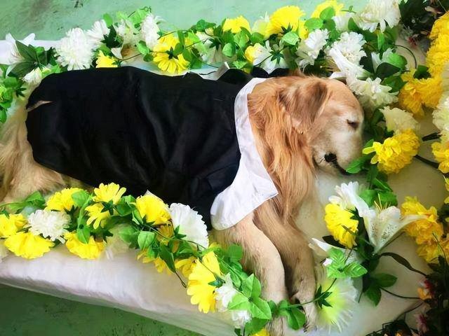 狗突然離世是擋災(zāi)（狗狗突然暴斃,死得很慘,是為主人擋災(zāi)嗎_）