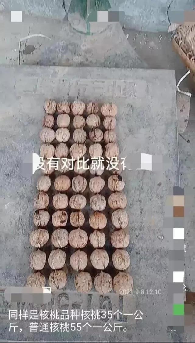 多喝六個核桃廣告詞（六個核桃廣告詞搞笑）