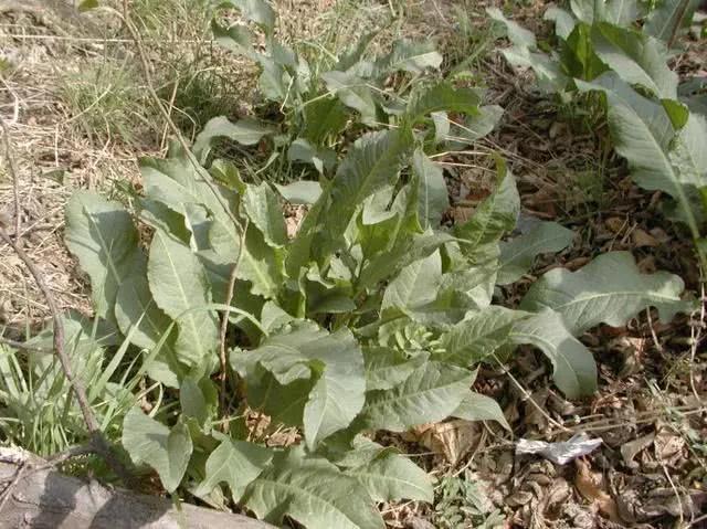 農(nóng)村100種野菜圖片（農(nóng)村100種野菜圖片及名稱）