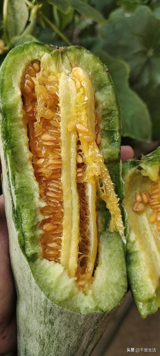 羊角蜜的皮和籽可以吃嗎（羊角蜜籽可以吃么）