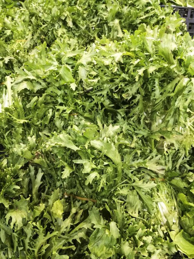 農(nóng)村100種野菜圖片（農(nóng)村100種野菜圖片及名稱）