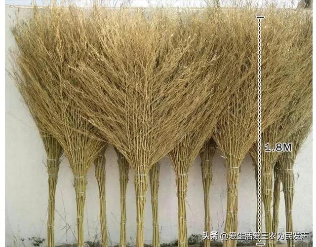 農(nóng)業(yè)致富好項目，農(nóng)村養(yǎng)殖致富？