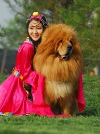 世界最貴藏獒三個(gè)億（世界藏獒最高成交價(jià)）