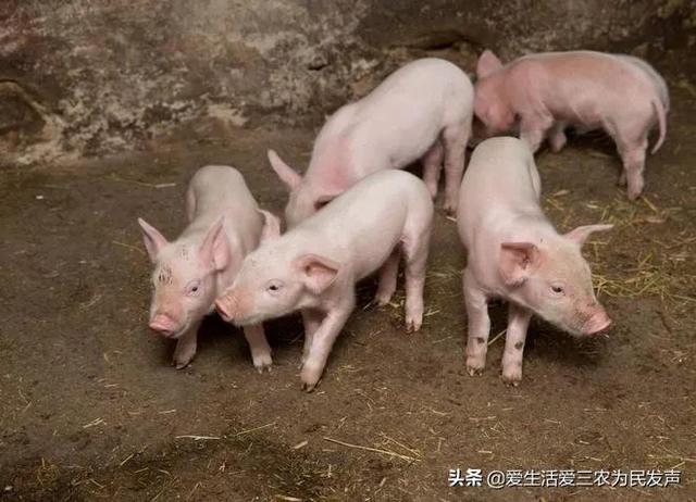 適合窮人的創(chuàng)業(yè)項目養(yǎng)殖（養(yǎng)殖什么投資少又掙錢）