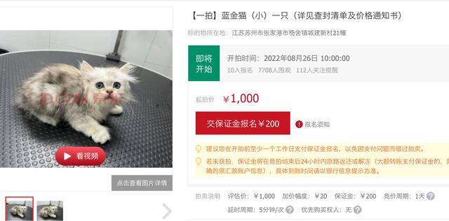 賣貓在哪個平臺好賣（還有什么平臺可以賣貓）