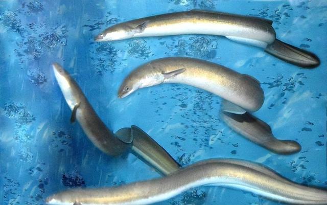 微山湖白鱔魚（白黃鱔多少錢一斤）