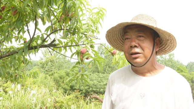 桃子直播在線觀看視頻色情，桃子直播在線觀看視頻下載？