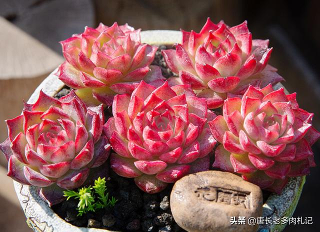 田螺姑娘是個(gè)什么梗（田螺姑娘是什么意思 海螺姑娘是什么梗）