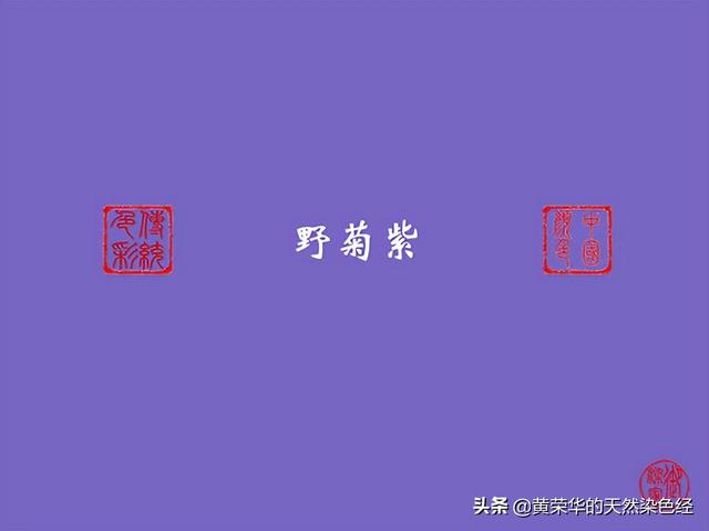 野菊花圖片 功效（藥用野菊花圖片）