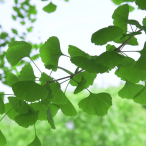 蒲公英發(fā)朋友圈怎么寫，蒲公英治愈心靈句子？