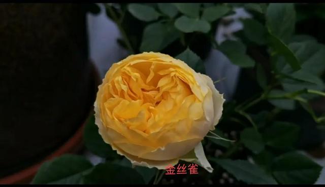 經(jīng)常發(fā)花草朋友圈的女生，朋友圈愛發(fā)花花草草的女人？
