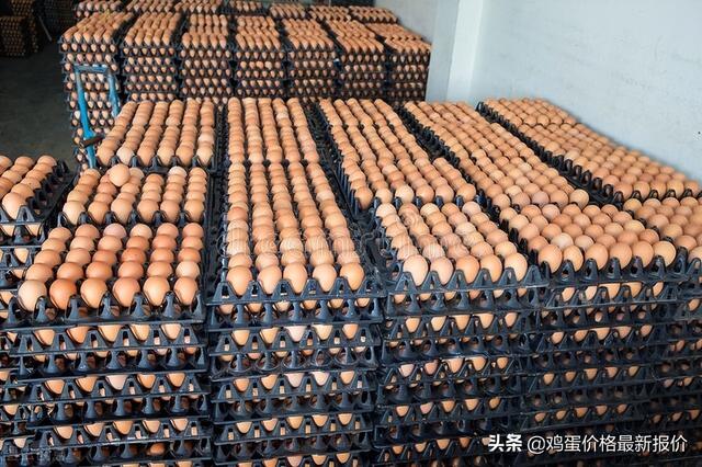 山東淘汰雞最新價格行情（最新淘汰雞價格）