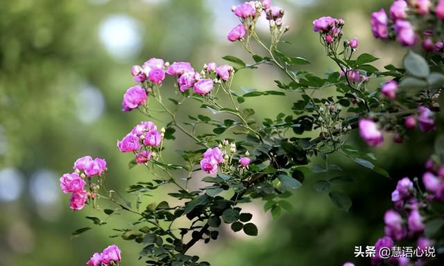 薔薇朋友圈配文簡短，薔薇朋友圈配文簡短文案？
